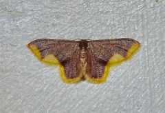 Lophosis labeculata