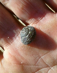 Steromphala umbilicalis