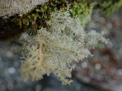 Sphaerophorus tuckermanii