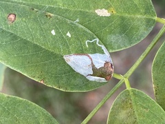 Macrosaccus robiniella