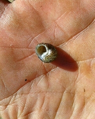 Steromphala umbilicalis