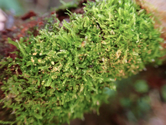 Cephalozia bicuspidata