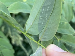 Macrosaccus robiniella