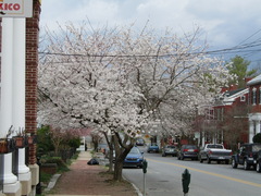 Prunus serrulata