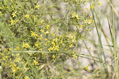 Gutierrezia microcephala