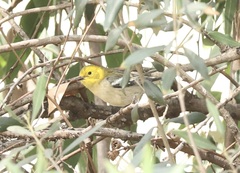 Setophaga occidentalis