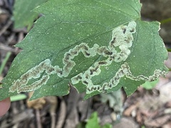 Nemorimyza posticata