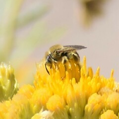Diadasia