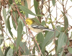 Setophaga occidentalis