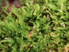 Cephalozia bicuspidata