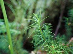 Polytrichastrum alpinum