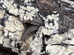 Allacrotelsa spinulata