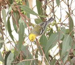 Setophaga occidentalis