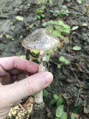 Amanita porphyria