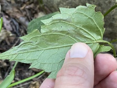 Nemorimyza posticata