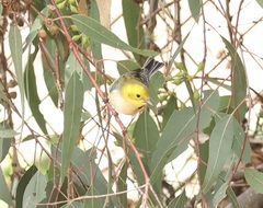 Setophaga occidentalis