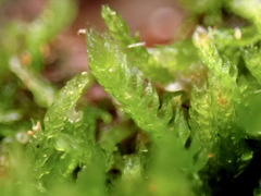 Cephalozia bicuspidata