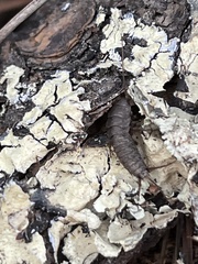 Allacrotelsa spinulata