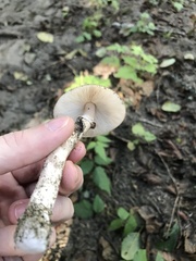 Amanita porphyria