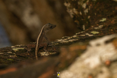 Anolis