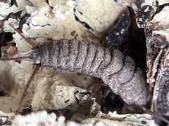 Allacrotelsa spinulata