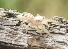 Hentzia mitrata