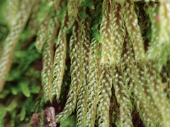 Hypnum circinale