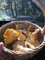 Cantharellus formosus