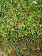 Cephalozia bicuspidata