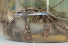 Clibanarius vittatus