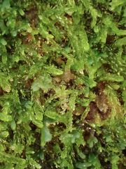 Cephalozia bicuspidata