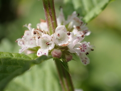 Lycopus europaeus