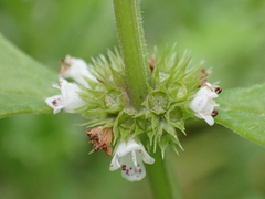 Lycopus europaeus