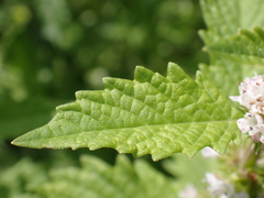 Lycopus europaeus