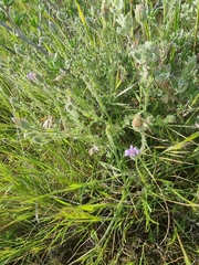 Vittadinia cuneata