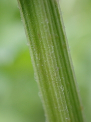 Lycopus europaeus