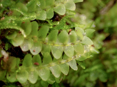 Calypogeia integristipula