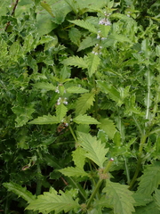 Lycopus europaeus