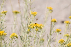 Diadasia