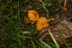 Parvocantharellus