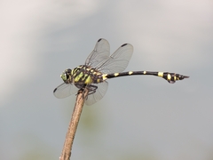 Ictinogomphus rapax