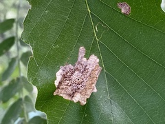 Tischeria quercitella