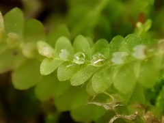 Calypogeia integristipula