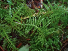 Kindbergia praelonga
