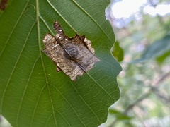 Tischeria quercitella