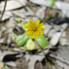 Hypochaeris glabra