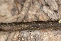 Arcyria cinerea