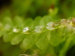 Calypogeia integristipula