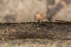 Arcyria cinerea