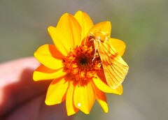 Eulithosia miaiphona